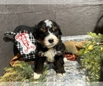 Small Photo #22 Bernedoodle Puppy For Sale in ATHENS, WI, USA