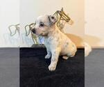 Small #14 Texas Heeler