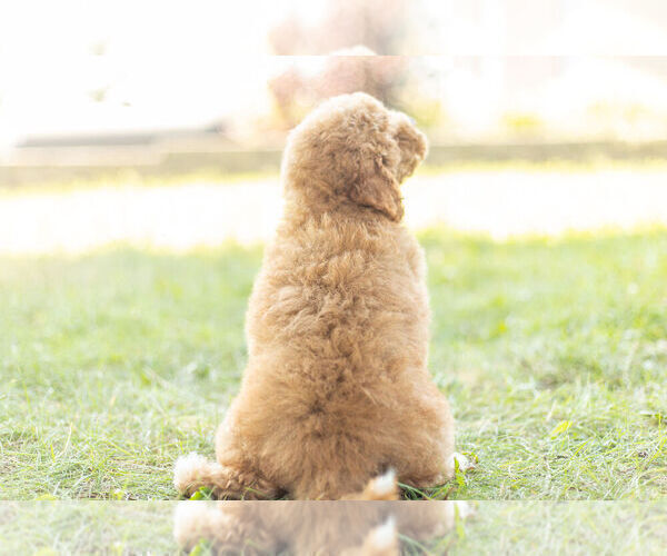 Medium Photo #7 Goldendoodle (Miniature) Puppy For Sale in WARSAW, IN, USA