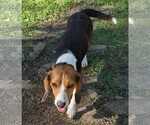 Small Photo #5 Beagle Puppy For Sale in Dunnellon, FL, USA