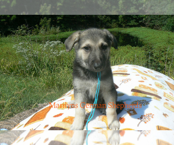 Medium Photo #4 German Shepherd Dog Puppy For Sale in PIEDMONT, MO, USA