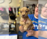 Small #1 Boxer Mix