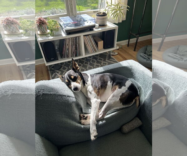 Medium Photo #3 Rat Terrier Puppy For Sale in Belleuve, NE, USA