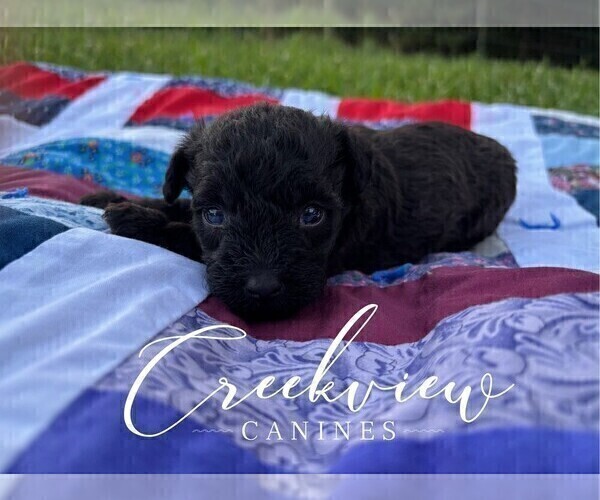 Medium Photo #37 Schnoodle (Miniature) Puppy For Sale in NIANGUA, MO, USA