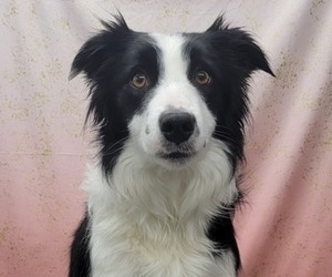 Mother of the Border Collie puppies born on 02/10/2022