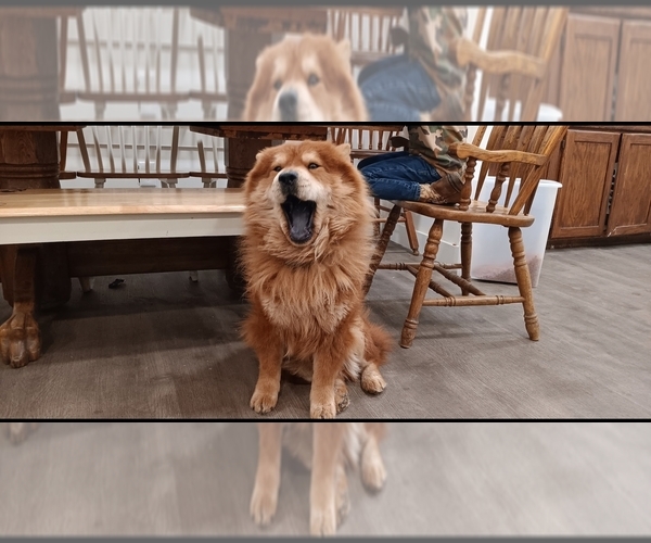 Medium Photo #1 Chow Chow Puppy For Sale in ARLINGTON, TX, USA