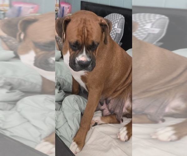 Medium Photo #1 Boxer Puppy For Sale in GALLOWAY, NJ, USA
