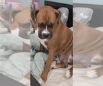 Small Photo #1 Boxer Puppy For Sale in GALLOWAY, NJ, USA