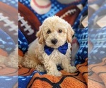 Small Photo #7 Bichpoo-Poodle (Miniature) Mix Puppy For Sale in LINCOLN UNIV, PA, USA
