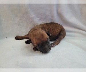 Medium Chiweenie