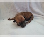 Puppy Puppy 1 Chiweenie