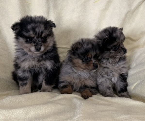 Medium Photo #6 Pomeranian Puppy For Sale in OWEN, WI, USA