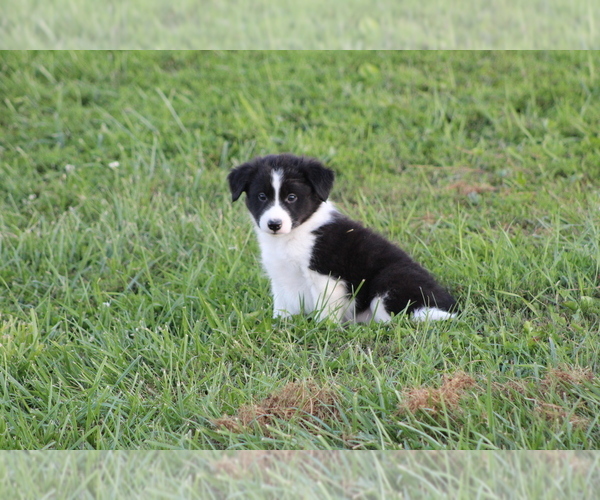 Medium Photo #12 Border Collie Puppy For Sale in BLOOMINGTON, WI, USA