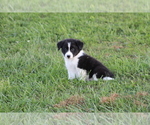 Small Photo #12 Border Collie Puppy For Sale in BLOOMINGTON, WI, USA