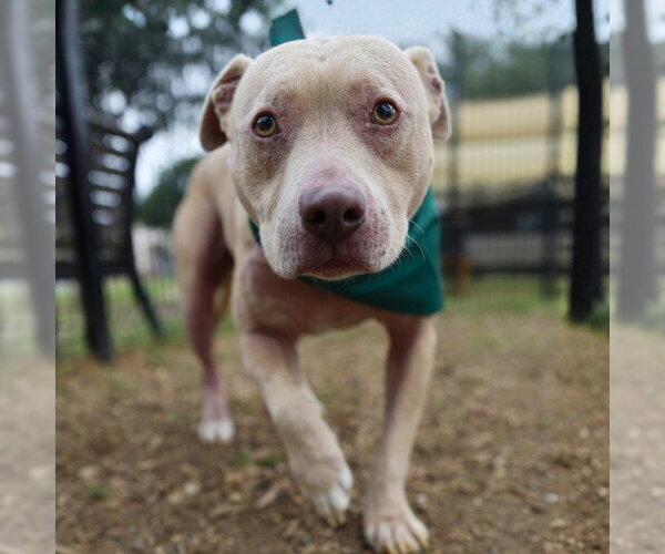 Medium Photo #1 American Staffordshire Terrier Puppy For Sale in San Antonio, TX, USA