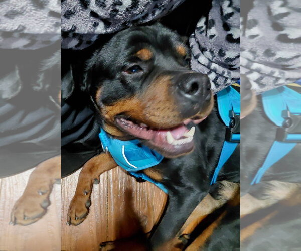 Medium Photo #3 Rottweiler Puppy For Sale in Hillsboro, NH, USA