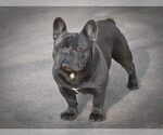 Small Photo #1 French Bulldog Puppy For Sale in Soltvadkert, Bacs-Kiskun, Hungary
