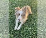 Small Photo #1 Miniature Australian Shepherd Puppy For Sale in HOWE, OK, USA
