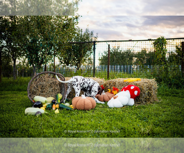 Medium Photo #3 Dalmatian Puppy For Sale in Iernut, Mures, Romainia