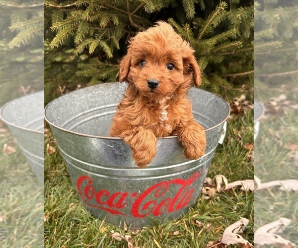 Medium Photo #5 Cavapoo Puppy For Sale in MIDDLEBURY, IN, USA