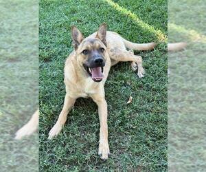 Mutt Dogs for adoption in Riverside, CA, USA