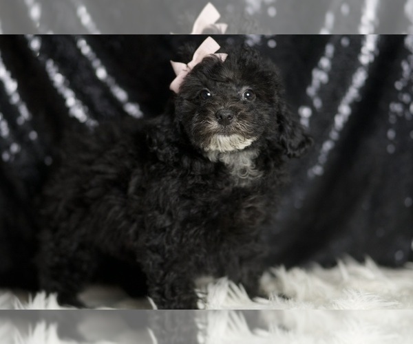 Medium Photo #3 Poodle (Miniature) Puppy For Sale in WARSAW, IN, USA