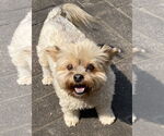 Small #3 Mutt