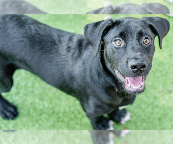 Medium Photo #2 Labrador Retriever-Unknown Mix Puppy For Sale in Hilton Head, SC, USA