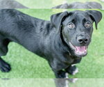 Small #1 Labrador Retriever Mix