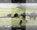 Small #8 Doberman Pinscher