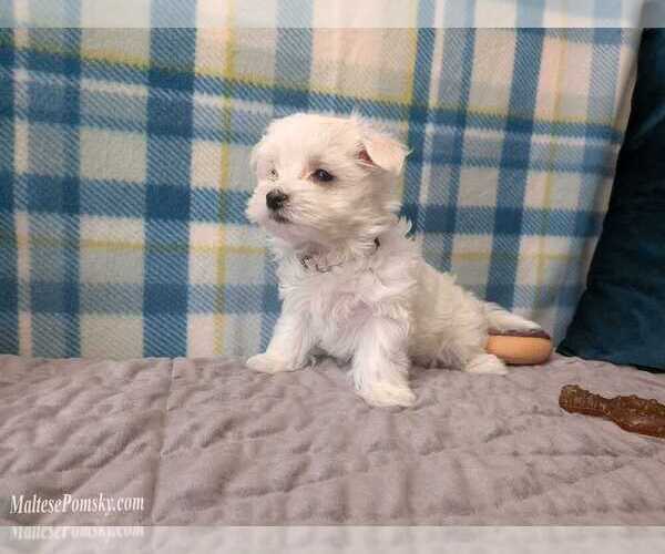 Medium Photo #8 Maltese Puppy For Sale in OCALA, FL, USA