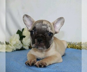 French Bulldog Puppy for sale in FREDERICKSBG, OH, USA