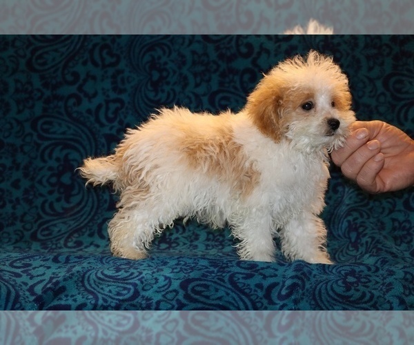 Medium Photo #13 Goldendoodle (Miniature) Puppy For Sale in DYERSBURG, TN, USA