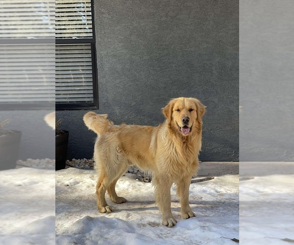 Medium Photo #24 Golden Retriever Puppy For Sale in BYERS, CO, USA