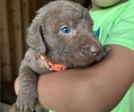 Small #2 Chesapeake Bay Retriever