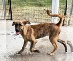 Small #1 Australian Shepherd Mix