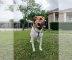Small #2 American Pit Bull Terrier Mix