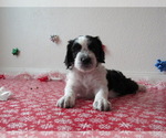 Puppy Bowen Saint Berdoodle