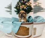 Small Photo #1 Puggle Puppy For Sale in CINCINNATI, OH, USA