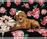 Small Photo #4 Poodle (Toy) Puppy For Sale in QUARRYVILLE, PA, USA