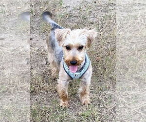 Silky Terrier-Unknown Mix Dogs for adoption in Rockaway, NJ, USA