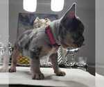 Puppy 4 French Bulldog