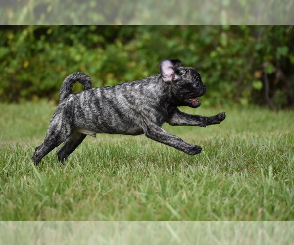 Medium Photo #3 Pug Puppy For Sale in PALM COAST, FL, USA