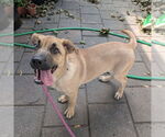 Small #10 Mountain Cur Mix