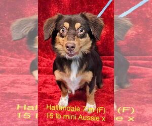 Australian Shepherd-Unknown Mix Dogs for adoption in pomfret, CT, USA