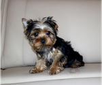 Small #6 Yorkshire Terrier