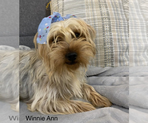 Mother of the Yorkshire Terrier puppies born on 05/26/2023