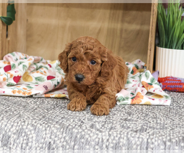 Medium Photo #2 Poodle (Miniature) Puppy For Sale in SYRACUSE, IN, USA