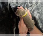 Litter of 8 - Male(s) and Female(s) Labrador RetrieverLitter of Puppies for Sale - Photo #8