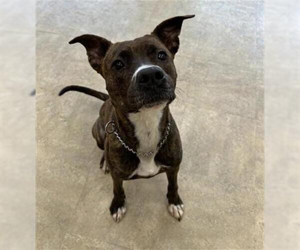 Medium Photo #2 American Pit Bull Terrier Puppy For Sale in Akron, OH, USA
